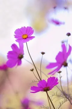 Cosmos flower Stock Photos