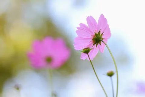 Cosmos flower Stock Photos