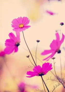Cosmos flower Stock Photos