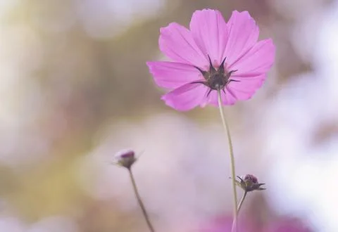 Cosmos flower Foto stock