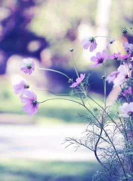Cosmos flower Foto stock