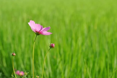 Cosmos flower Stock Photos