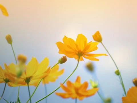 Cosmos flower Stock Photos