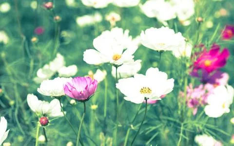 Cosmos Flower Stock Photos
