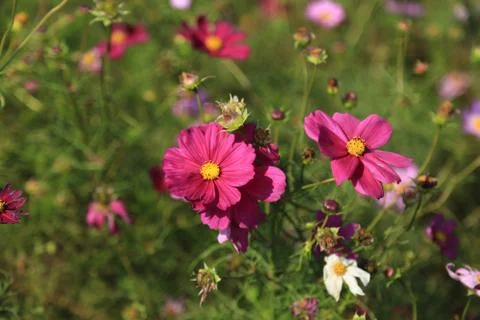 Cosmos Flower Stock Photos