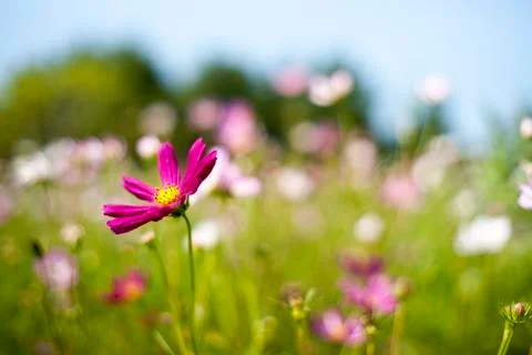 Cosmos flower Stock Photos