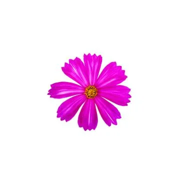 Cosmos flower. Stock Photos