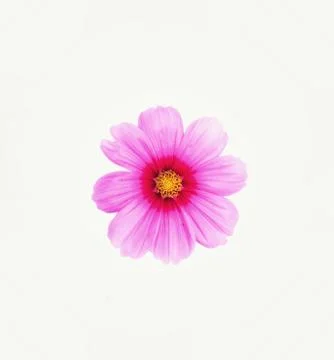 Cosmos flower. Stock Photos