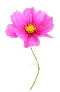 Cosmos Flower Stock Photos