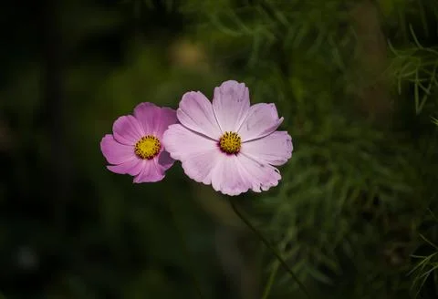 Cosmos flower Stock Photos