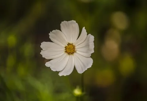 Cosmos flower Stock Photos