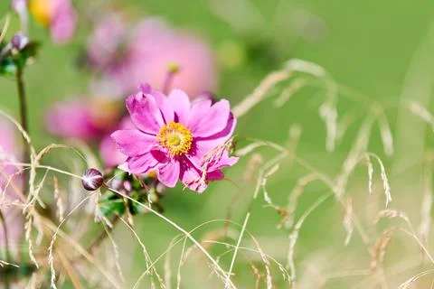 Cosmos flower Stock Photos