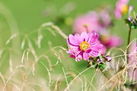 Cosmos flower Stock Photos
