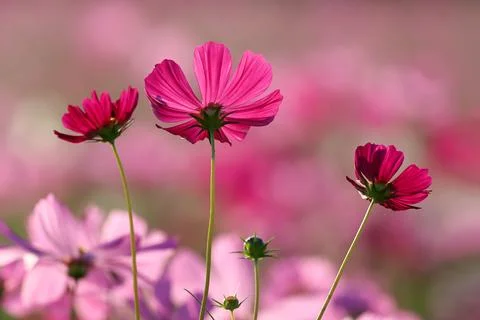 Cosmos flower Stock Photos