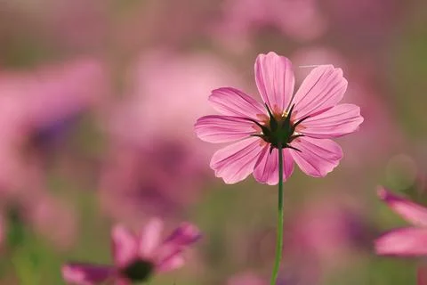 Cosmos flower Stock Photos