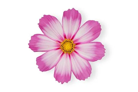 Cosmos flower Stock Photos