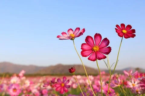 Cosmos flower Stock Photos