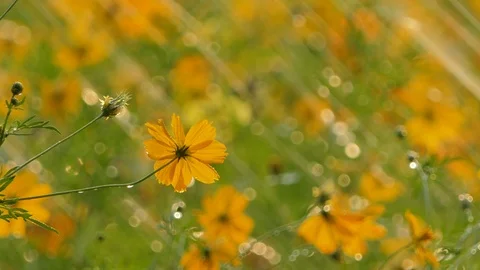 Cosmos flower in the rain. Stock Footage 106440514