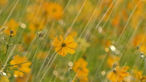 Cosmos flower in the rain. Stock Footage 106440532