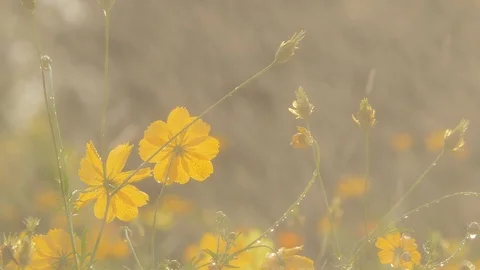 Cosmos flower in the rain. Stock Footage 106440576