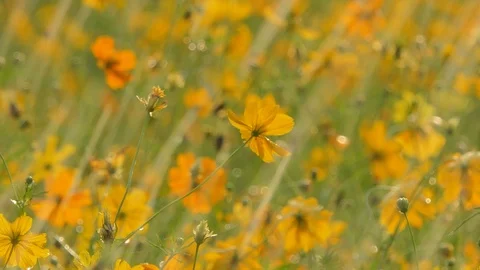 Cosmos flower in the rain. Stock Footage 106440627