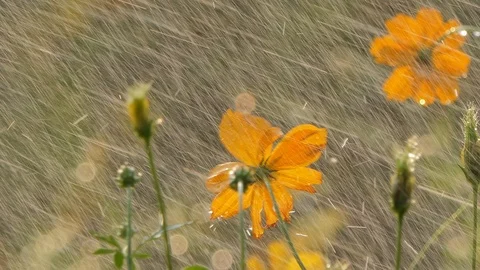Cosmos flower in the rain. Stock Footage 106440679