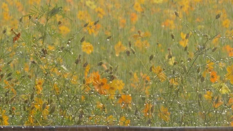 Cosmos flower in the rain. Stock Footage 106440760