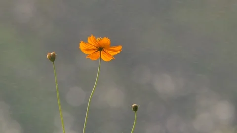 Cosmos flower in the rain. Stock Footage 106440771