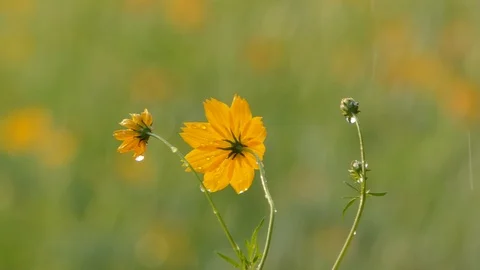 Cosmos flower in the rain. Stock Footage 106440856