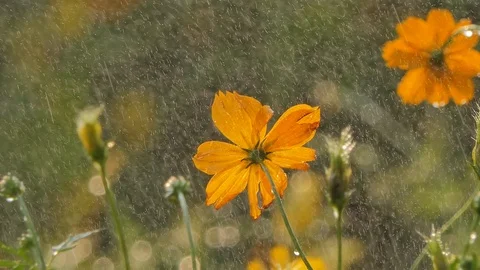 Cosmos flower in the rain. Stock Footage 106440857