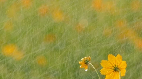 Cosmos flower in the rain. Stock Footage 106440948