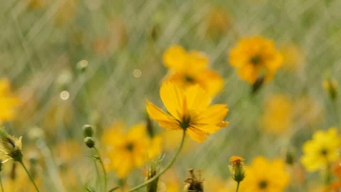 Cosmos flower in the rain. Stock Footage 106440949