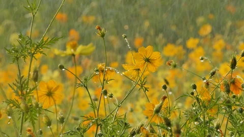 Cosmos flower in the rain. 库存影片 106441048