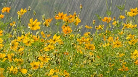 Cosmos flower in the rain. Stock Footage 106441073