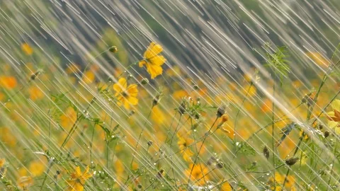 Cosmos flower in the rain. Stock Footage 106441122