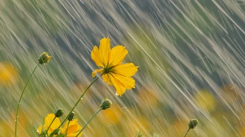 Cosmos flower in the rain. Stock Footage 106441144