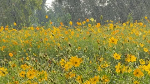 Cosmos flower in the rain. Stock Footage 106441239