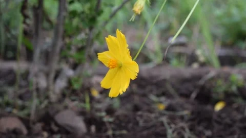 Cosmos Flower, Side View Stock-Footage 237155829