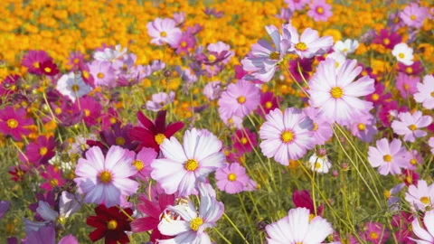 Cosmos flower in spring time Video stock 153726308