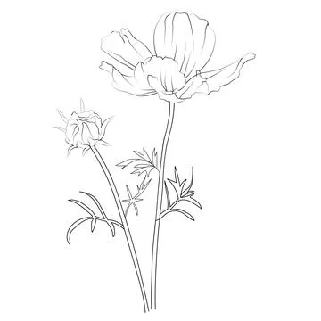 Cosmos flower vector art, elements summer collection Stock Illustration