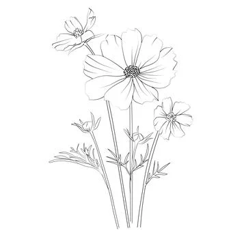 Cosmos flower vector art, elements summer collection, hand-painted Stock Illustration