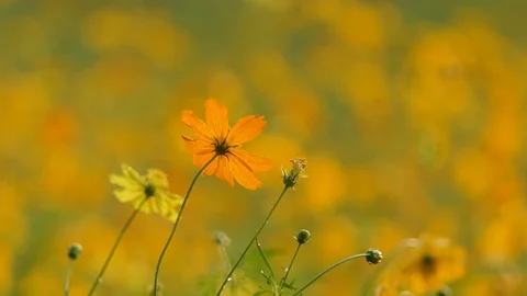 Cosmos flower in the wind. 库存影片 106363751