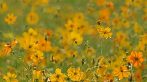 Cosmos flower in the wind. Stock Footage 106363869