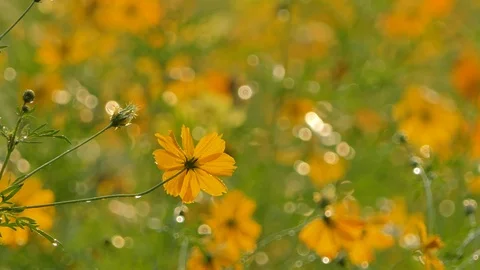 Cosmos flower in the wind. Stock Footage 106363951