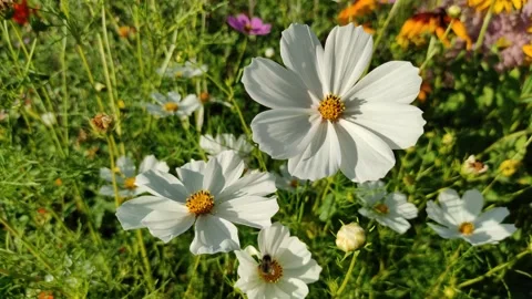 Cosmos flowers and a bee Видео 339977348