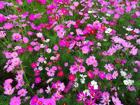 Cosmos flowers are blooming set to background. Stock Photos