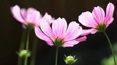 Cosmos flowers  backlit Video stock 31143949
