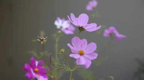 Cosmos flowers on a cloudy day Stock Footage 1004477