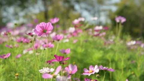 Cosmos Flowers Dancing In Wind Under Spring Sun 4K Video stock 341880599