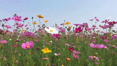 Cosmos flowers field 스톡 동영상 78674001